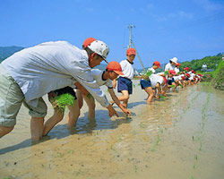 田植え風景