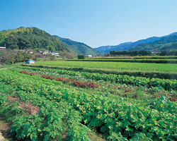 野菜栽培の畑風景