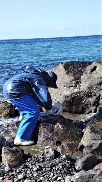 銀賞【方杭海岸岩のり採り(２)】